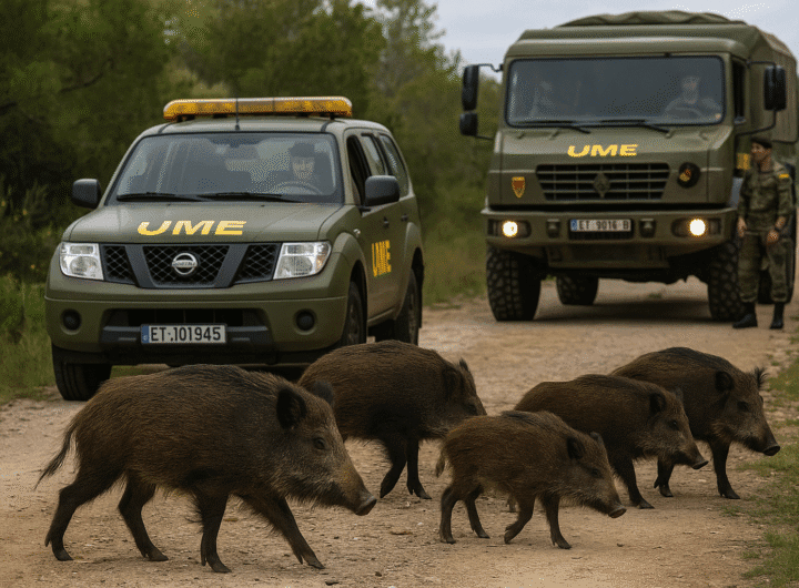 Vehículos de la UME detenidos mientras varios jabalíes cruzan un camino forestal en el Parc del Garraf.